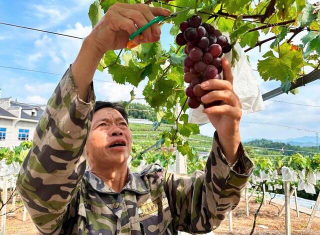 8月2日，在冷水江市铎山镇眉山村，谢桂民正在采摘葡萄。新华社记者谢奔摄