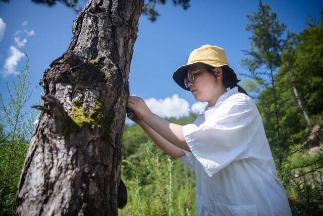 8月3日，在湖北神农架林区松柏林场，森林病虫害防治工程师黄世翠在松树林里释放花绒寄甲成虫及卵卡。新华社记者伍志尊摄