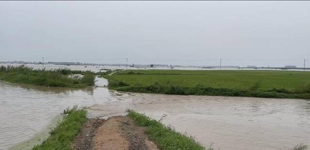 五常市被水淹过的稻田。受访者供图