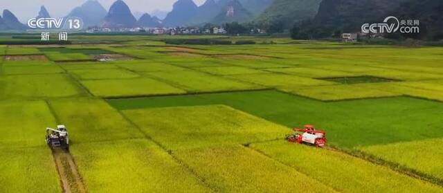 “桂北粮仓”建设现代粮食示范区 实现水稻增产、群众增收