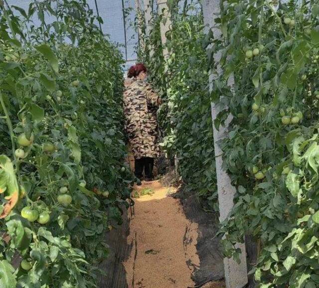 在大棚中忙着摘西红柿的崔姨摄影/赵越