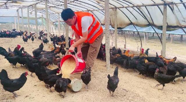 马晓凯在帮村民喂鸡。（受访者供图）