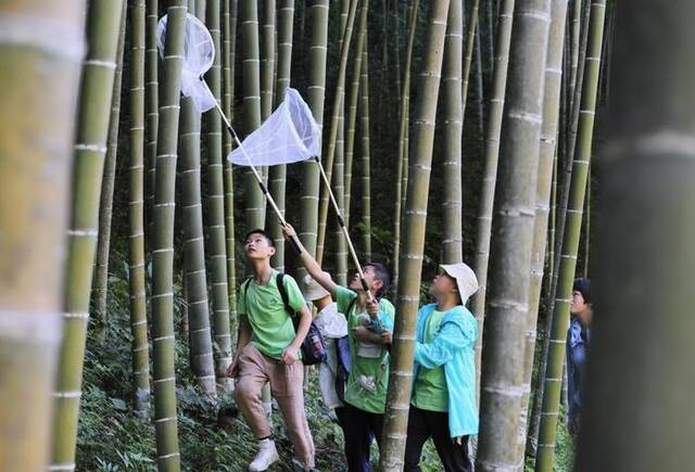 2022年7月23日，首届武夷山国家公园自然教育活动中，中小学生在武夷山国家公园大竹岚捕捉昆虫。新华社记者姜克红摄