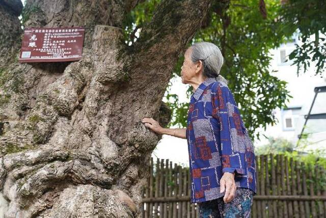 罗玉兰在观察自家的龙眼古树（8月8日摄）。新华社记者赵欢摄