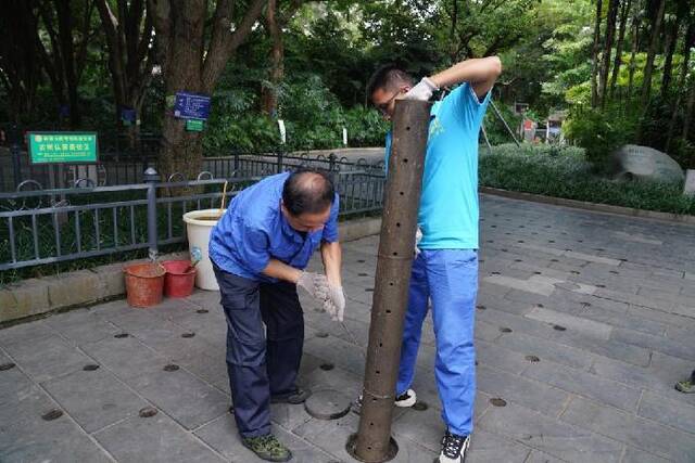 柳州市柳侯公园的工作人员对古树开展施肥复壮工作（8月8日摄）。新华社记者赵欢摄