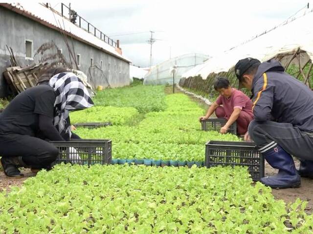 在牡丹江海林市，菜农进行灾后补种工作。新华社记者刘赫垚摄