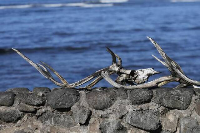 ▲当地时间2023年8月12日，美国夏威夷州拉海纳，野火过后，一个烧焦的鹿头骨躺在海堤边。图/视觉中国