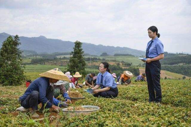 贵州黄平:检察服务送到采收一线