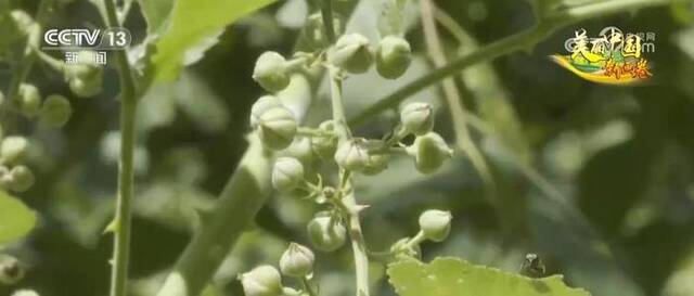 自然和谐！黑熊数量逐渐增多 全员共享绿水青山