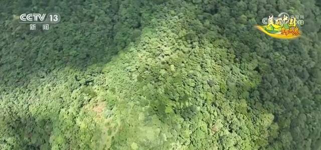 自然和谐！黑熊数量逐渐增多 全员共享绿水青山