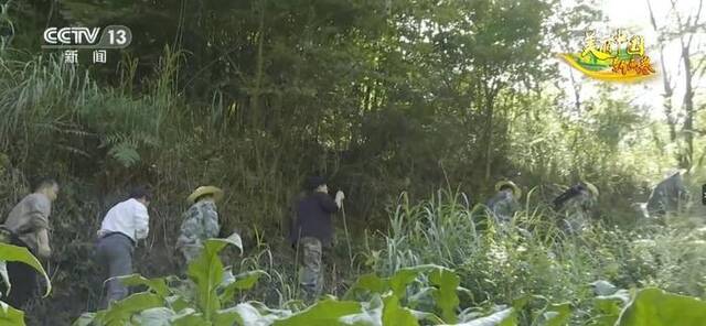 自然和谐！黑熊数量逐渐增多 全员共享绿水青山