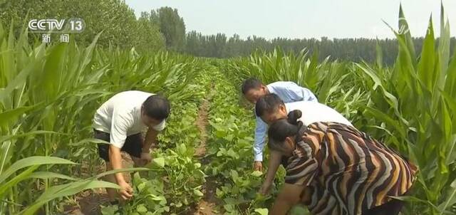 河南鲜食玉米抢“鲜”上市 丰富市场供应