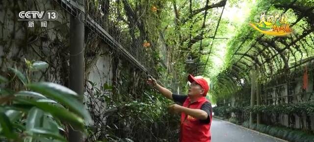 人人爱绿，家家护绿 “藤司令”无偿植藤 为城市增绿添花