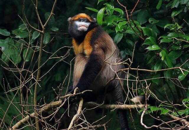 一只黔金丝猴在梵净山密林中休憩（2022年11月19日摄）。新华社记者杨楹摄