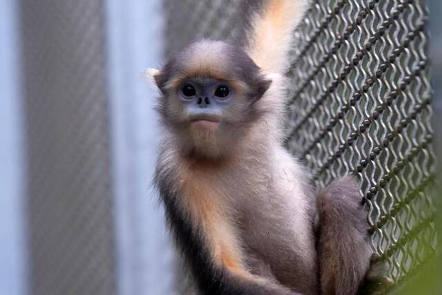 8月14日在梵净山野生动物救护中心拍摄的黔金丝猴。新华社记者刘莲芬摄