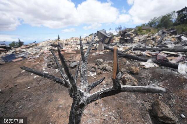 当地时间2023年8月14日，美国夏威夷库拉岛，一棵被烧毁的树矗立在被野火烧毁的房屋前。