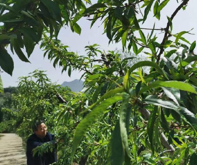 陕西省西安市鄠邑区白龙沟村，村民李树林正在修剪果树。新华社记者姜辰蓉摄