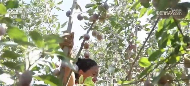 新疆莎车县6.5万余亩新梅成熟上市 助力果农增收