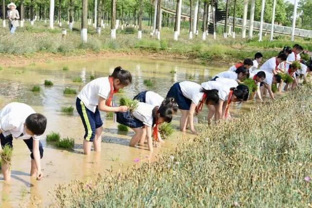 2023年5月12日，澧县城头山国家考古遗址公园内，小学生们在移栽水稻秧苗。（柏依朴摄）