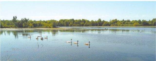 疣鼻天鹅在芳草湖享受“慢生活”。记者钟心宇摄
