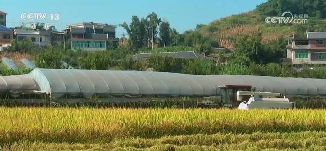 重庆夯实粮食生产基础 促进农业现代化 增加农民收入