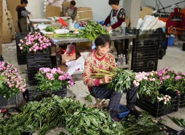 在浦江县杭坪镇乌浆村的鲜花种植基地，村民在处理芍药鲜切花，准备发往各地（5月23日摄）。新华社记者翁忻旸摄