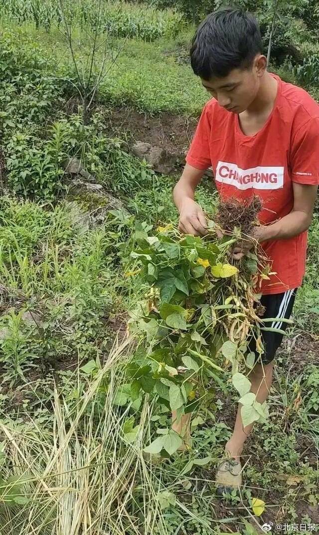 被录取时在割猪草的少年到北大报到