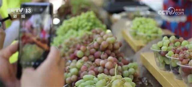 新疆吐鲁番正值葡萄成熟时节 多彩活动乐享采摘