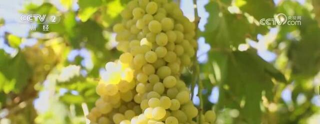 新疆吐鲁番迎来葡萄丰收季 当地品种选育培优形成550多个品种
