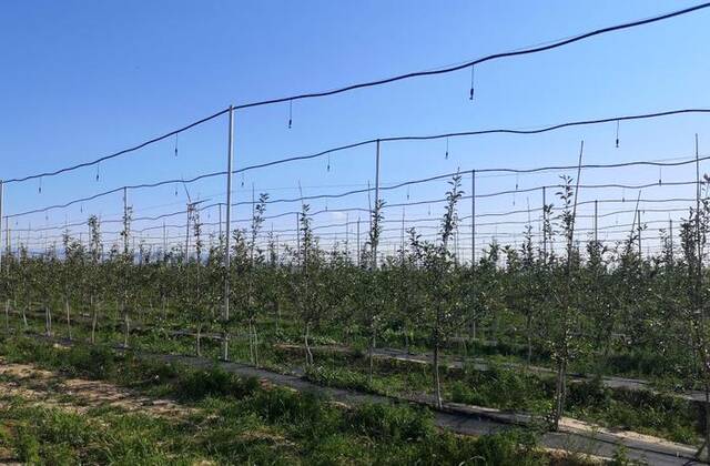 在西岭村千亩苹果示范园，苹果树茁壮成长。新华社记者王飞航摄