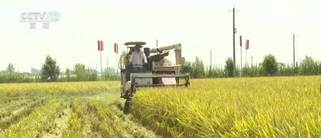 湖北250万亩再生稻头茬收获已近尾声