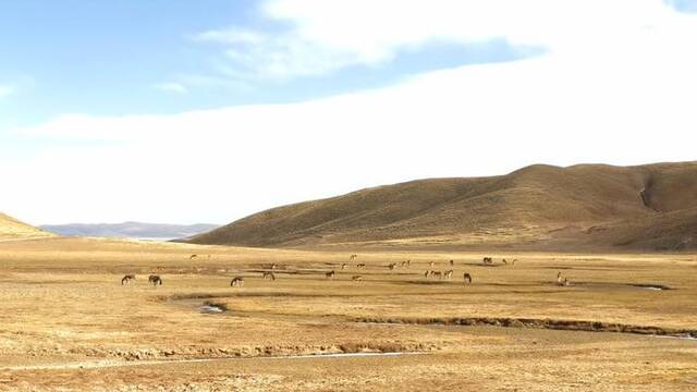 2022年3月12日，在三江源国家公园黄河源园区内，一群藏野驴在草滩上吃草。新华社记者吕雪莉摄