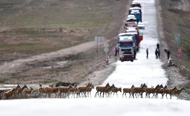 一群藏羚羊通过青藏公路前往青海三江源地区（2023年7月28日摄）。新华社记者张宏祥摄