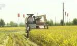 湖北250万亩再生稻头茬收获已近尾声