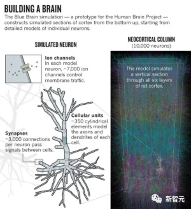 10年烧掉47亿，欧盟“人脑计划”宣告失败？算法重建人类大脑遥不可及，成果支离破碎