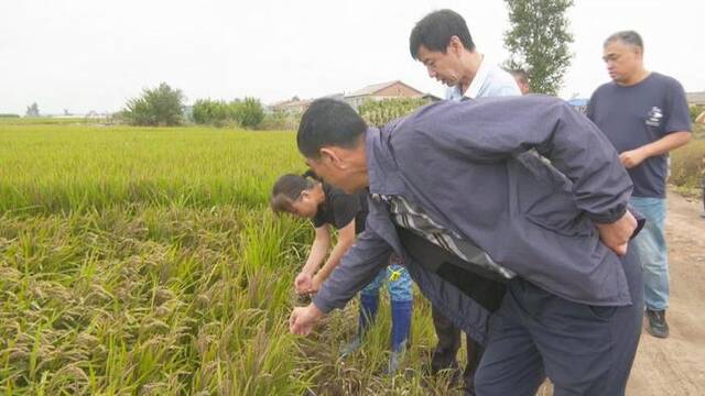 8月10日，延寿县农业技术推广中心技术人员在田间指导恢复生产。受访者供图