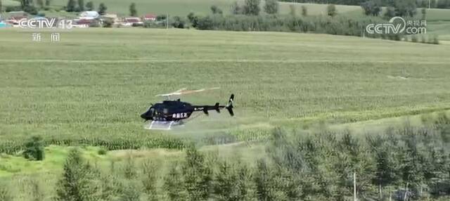 调集直升机进行航化作业 科学养护过水玉米