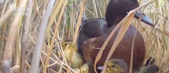 生态保护见成效 百余只珍稀保护动物青头潜鸭宝宝出巢