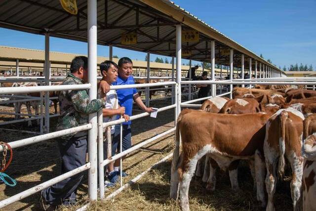 8月24日，养殖户在中国牛交易大集上挑选肉牛。（宝音德力格尔摄）