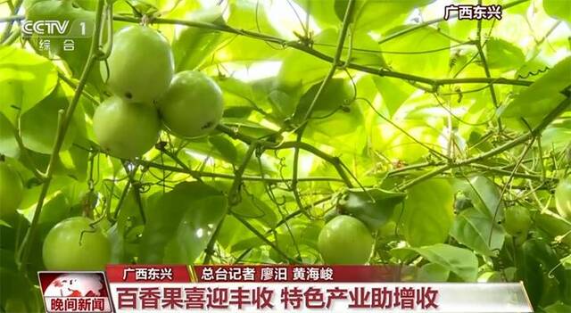 金秋好时节 丰收景象美 多种作物陆续成熟收获