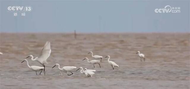 海湾生态环境质量逐步提升 好经验、好做法、好模式推动美丽海湾更美丽