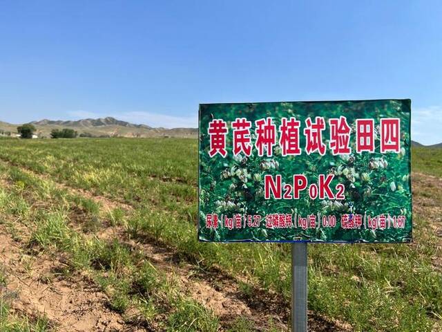 固阳县下湿壕镇黄芪育种基地。新华社记者安路蒙摄