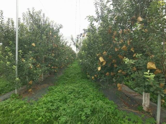 易县牛岗乡台底村的苹果树目前恢复了正常生长。新华社记者赵鸿宇摄