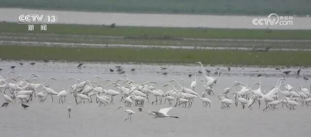 鄱阳湖数万只夏候鸟南迁 各地采取措施加强迁徙栖息地保护