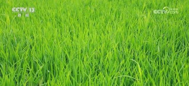 双季稻生产主要省份加强病虫害防控力度 为晚稻生产“保驾护航”