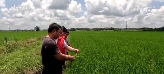 双季稻生产主要省份加强病虫害防控力度 为晚稻生产“保驾护航”