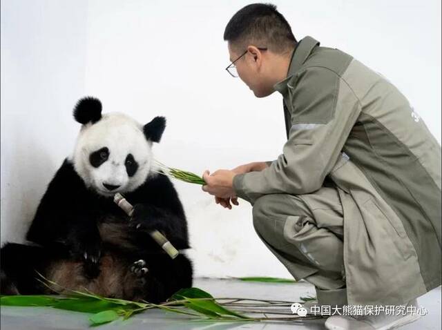旅俄大熊猫首诞幼崽， “丁丁”和幼崽均健康平安