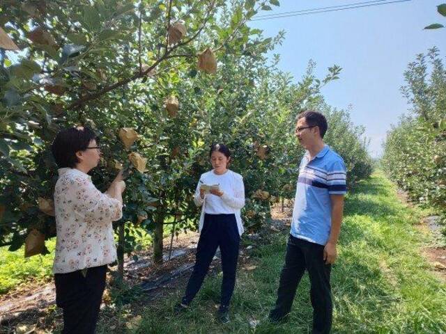 三门峡市气象局直通式气象服务为早熟苹果保驾护航。（图源河南省气象局）