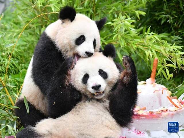 8月31日，大熊猫“梦想”（上）与“梦圆”在德国柏林动物园玩耍。新华社记者任鹏飞摄