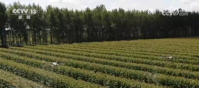 辽宁1900万亩土地开展一喷多促作业 确保全年粮食丰收